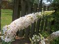 White Profusion Butterfly Bush